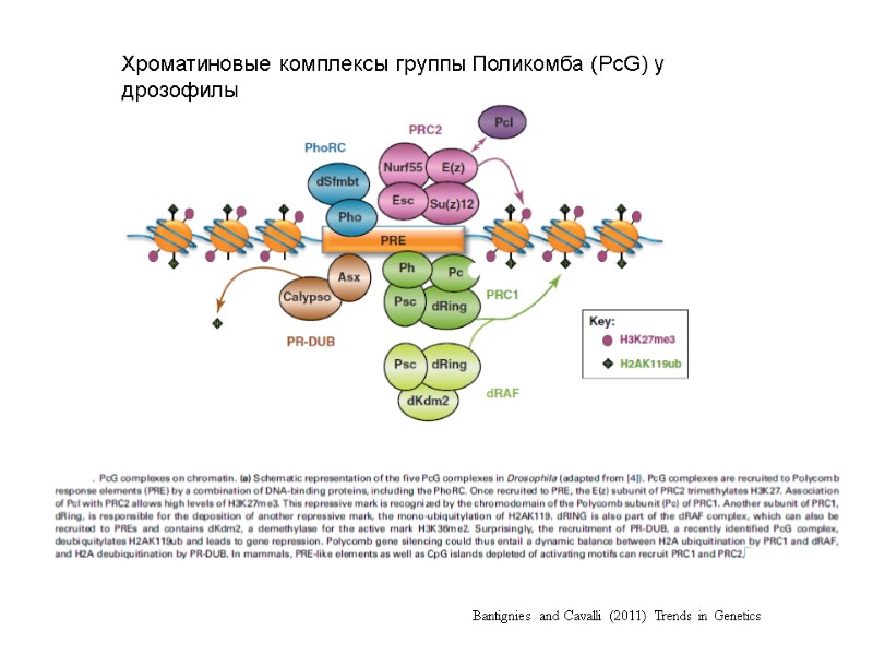 Хроматиновые комплексы группы Поликомба (PcG) у дрозофилы Bantignies and Cavalli (2011)  Trends in